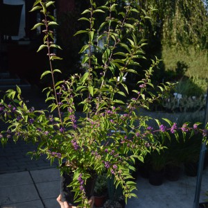 Callicarpa_2024osz_k