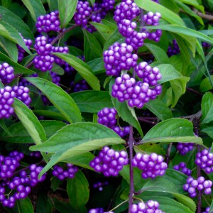 Callicarpa-dichotoma-Issa_N1
