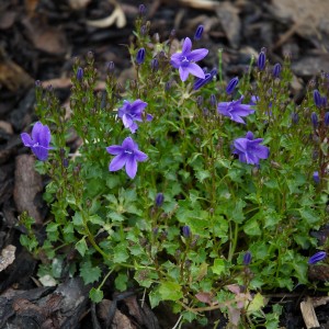 Campanula
