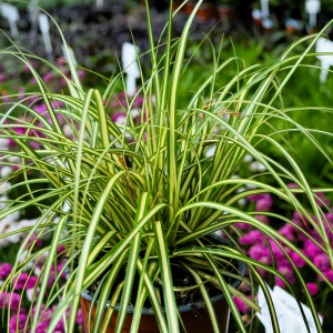 Carex 2025 Evergold 1cs
