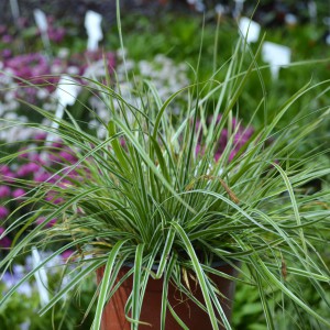 Carex 2025 Variegata 1cs