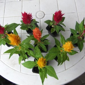 celosia1