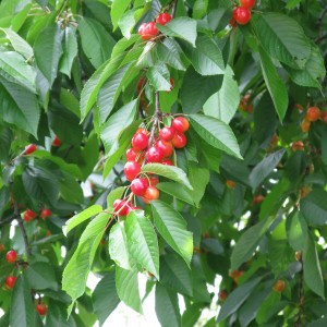 Cherry_by_Gulmammad_6