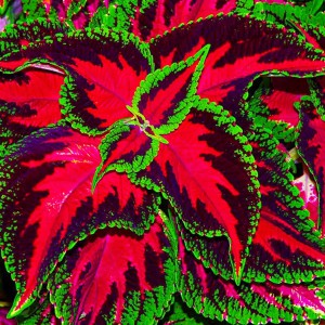 Coleus-blumei_n
