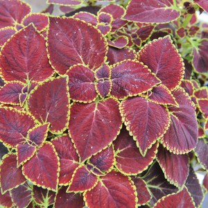Coleus_Broad Street