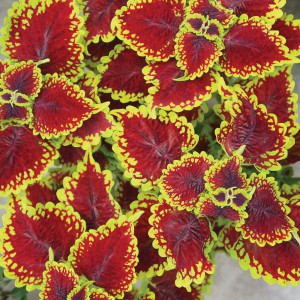 Coleus_Oxford Street_n