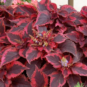 coleus_piros_n
