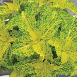 Coleus_River Walk_n