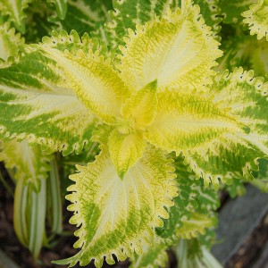 coleus_srg_n