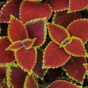 Coleus-Trusty-Rusty_n
