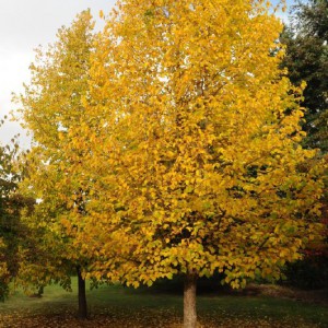 Corylus-colurna_n21_1