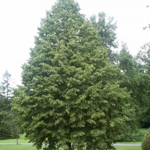 Corylus colurna_n21_2