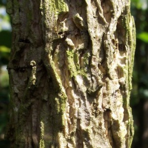 corylus_colurna_n21_3