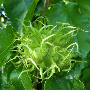 Corylus_colurna_n21_4