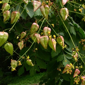 csorgofa