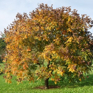 csorgofakoraosz