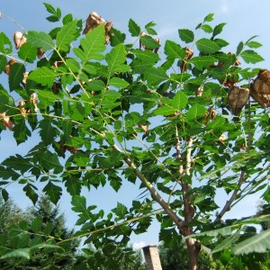 csorofaplans