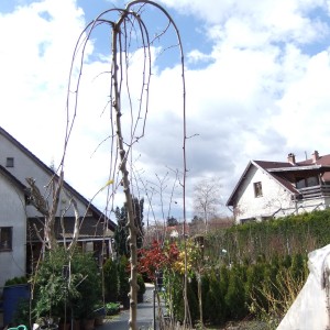 CSüngő eperfa közepestáv 150401