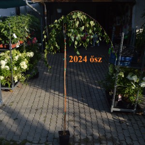 Csüngő_nyír