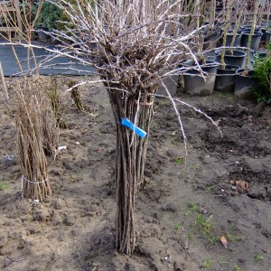 Egres-mt-2