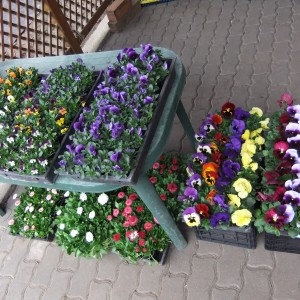 Egynyáriak_150312_1