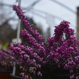 Erica_2025_Lelle