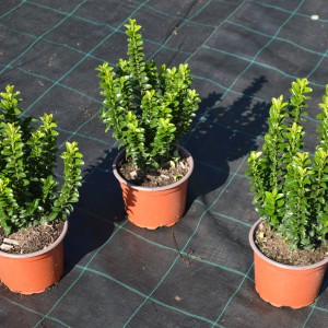 Euonymus_Benko_3db
