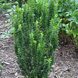 Euonymus_GS_n1