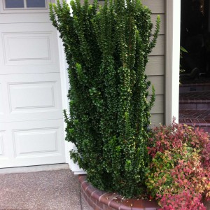 Euonymus_GS_n2