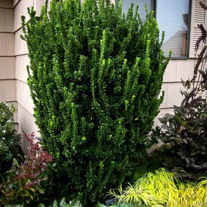 Euonymus_GS_n3