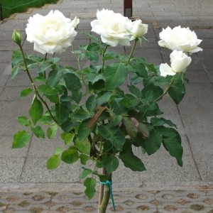 FeherRozsaFaK