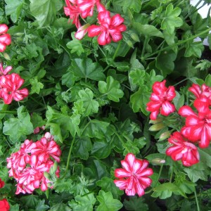 Felfuto_feherrozsaszin