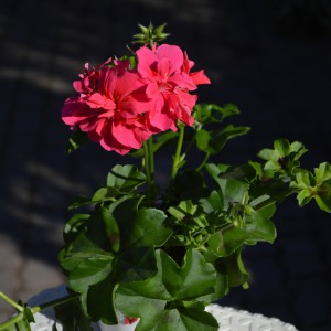 felfuto-muskatli-2024-pink-1cs