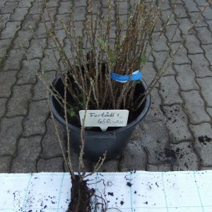 Fertodi1_koteg_v