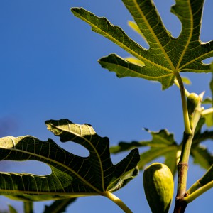 Füge_M_2025