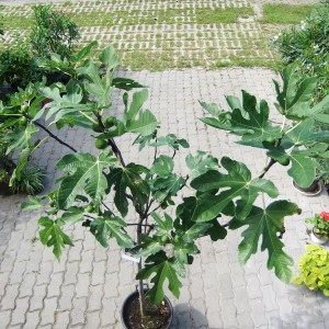 fugefa