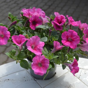 Futo_petunia_DSC_8380