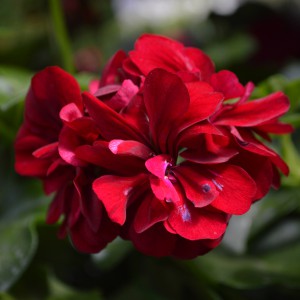 Futomuskatli_m_DSC_8377