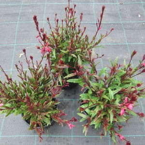 Gaura_3féle