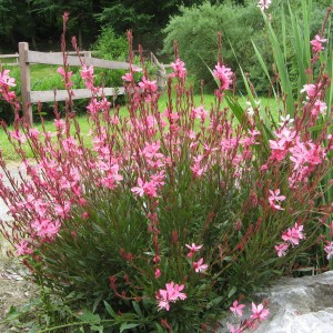 gaura_n1