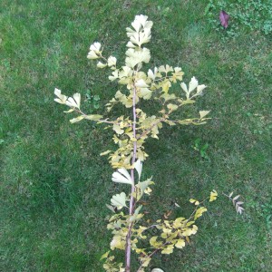 Gingko_2016osz_1dontve