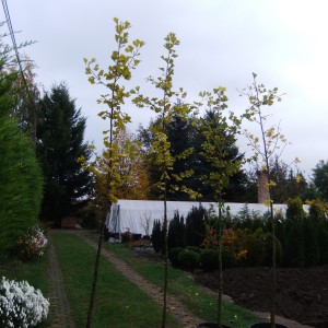 Gingko_2016osz_4db_alulrol
