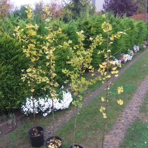 Gingko_2016osz_4db