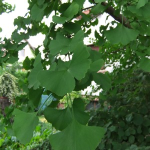 Gingko biloba kozelisajat