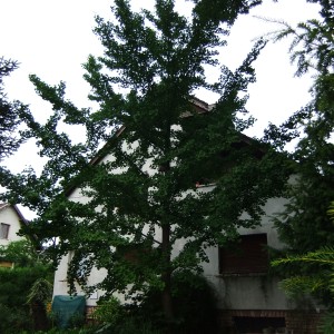 Gingko Biloba sajat