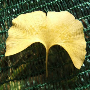 Gingkolevel_ra