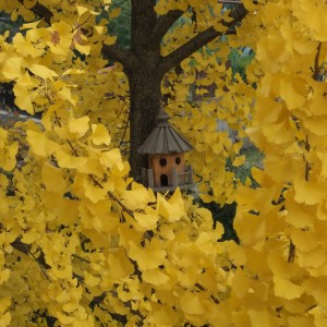 gingkosz3