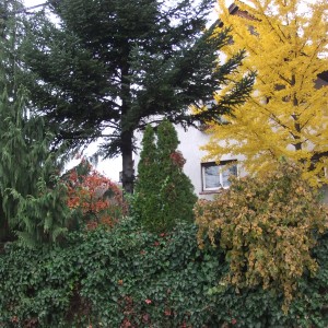 gingkosz4