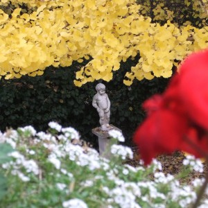 gingkosz5