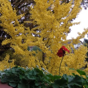 gingkosz6